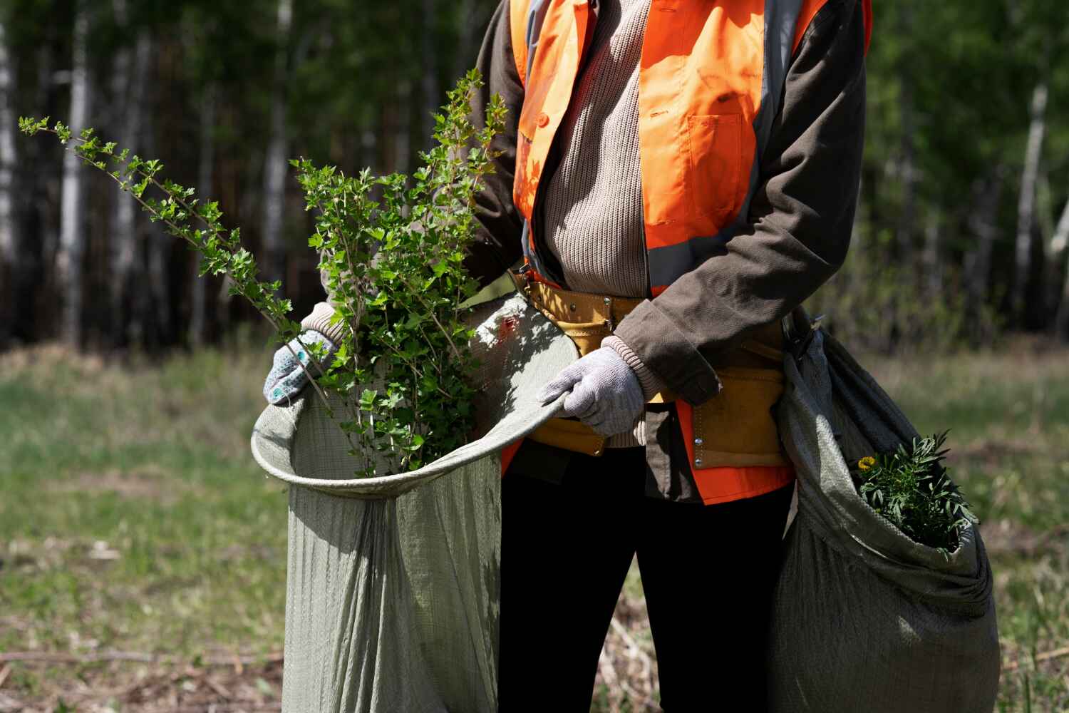 Professional Tree Service in Longboat Key, FL